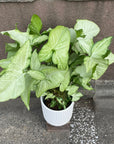 Syngonium podophyllum ‘white butterfly’  シンゴニウム ･ ホワイトバタフライ