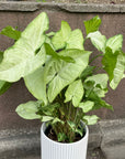 Syngonium podophyllum ‘white butterfly’  シンゴニウム ･ ホワイトバタフライ