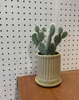 Bunny ears cactus (Opuntia microdasys) バニーカクタス