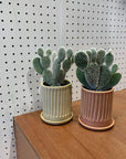 Bunny ears cactus (Opuntia microdasys) バニーカクタス