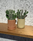 Bunny ears cactus (Opuntia microdasys) バニーカクタス