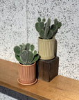 Bunny ears cactus (Opuntia microdasys) バニーカクタス