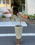 Ficus elastica 'tineke' フィカス・ティネケ