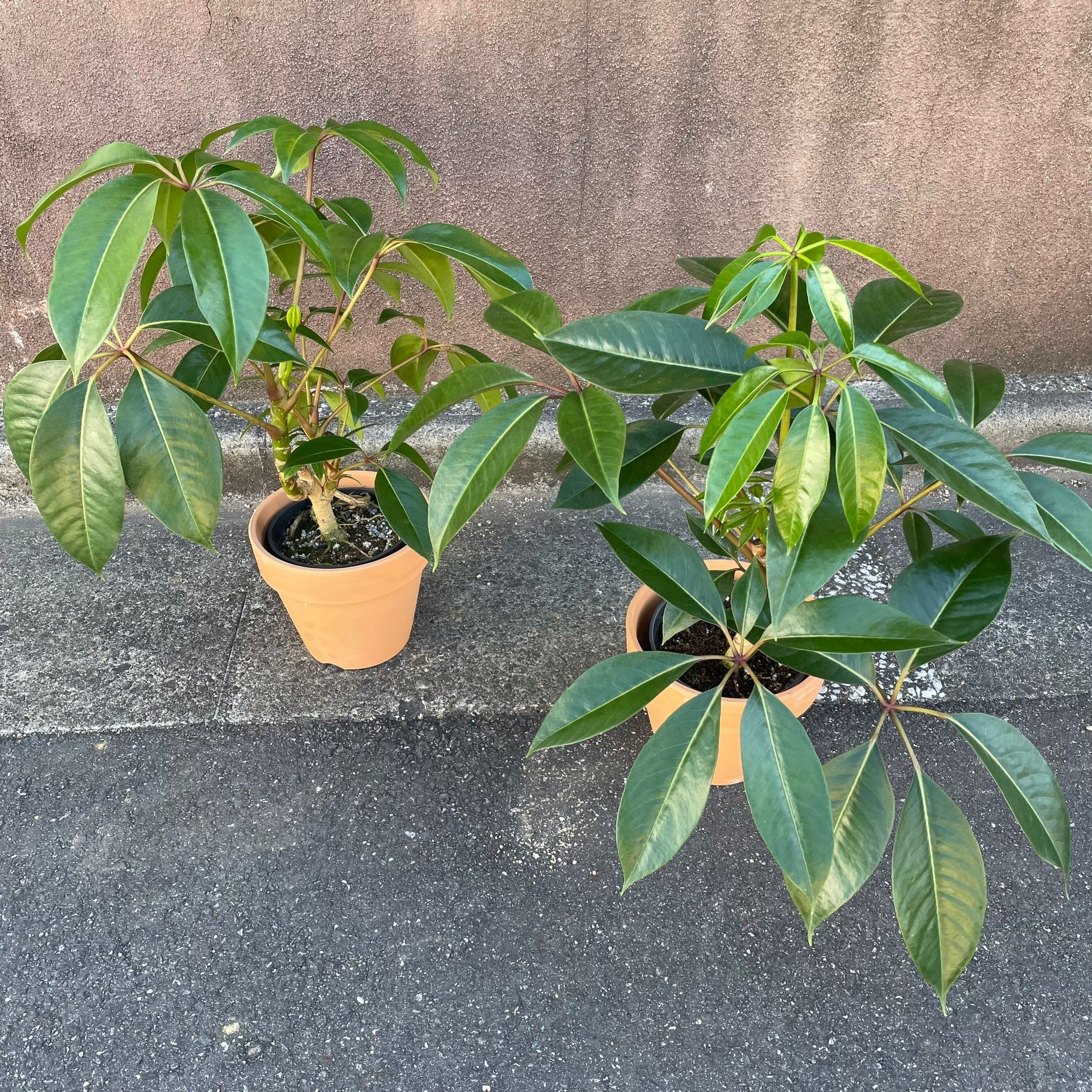 Tupidanthus Schefflera pueckler  ツピタンサス