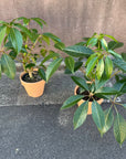 Tupidanthus Schefflera pueckler  ツピタンサス