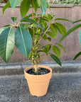 Tupidanthus Schefflera pueckler  ツピタンサス