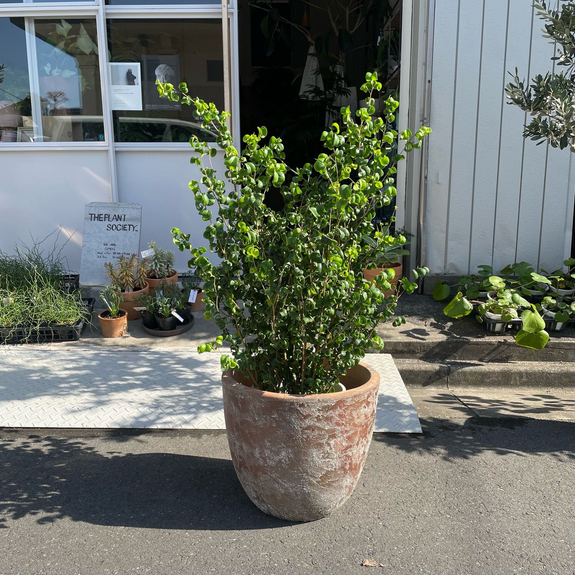 Ficus benjamina barok フィカス ベンジャミン バロック