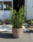 Ficus benjamina barok フィカス ベンジャミン バロック