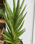 Snake Plant (Sansevieria francisii) サンスベリア フランシシー