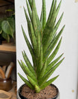 Snake Plant (Sansevieria francisii) サンスベリア フランシシー