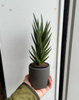 Snake Plant (Sansevieria francisii) サンスベリア フランシシー