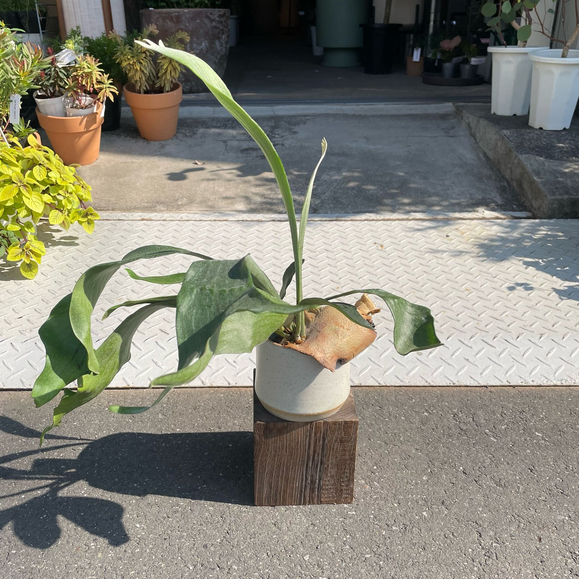 Staghorn ビカクシダ (コウモリラン)