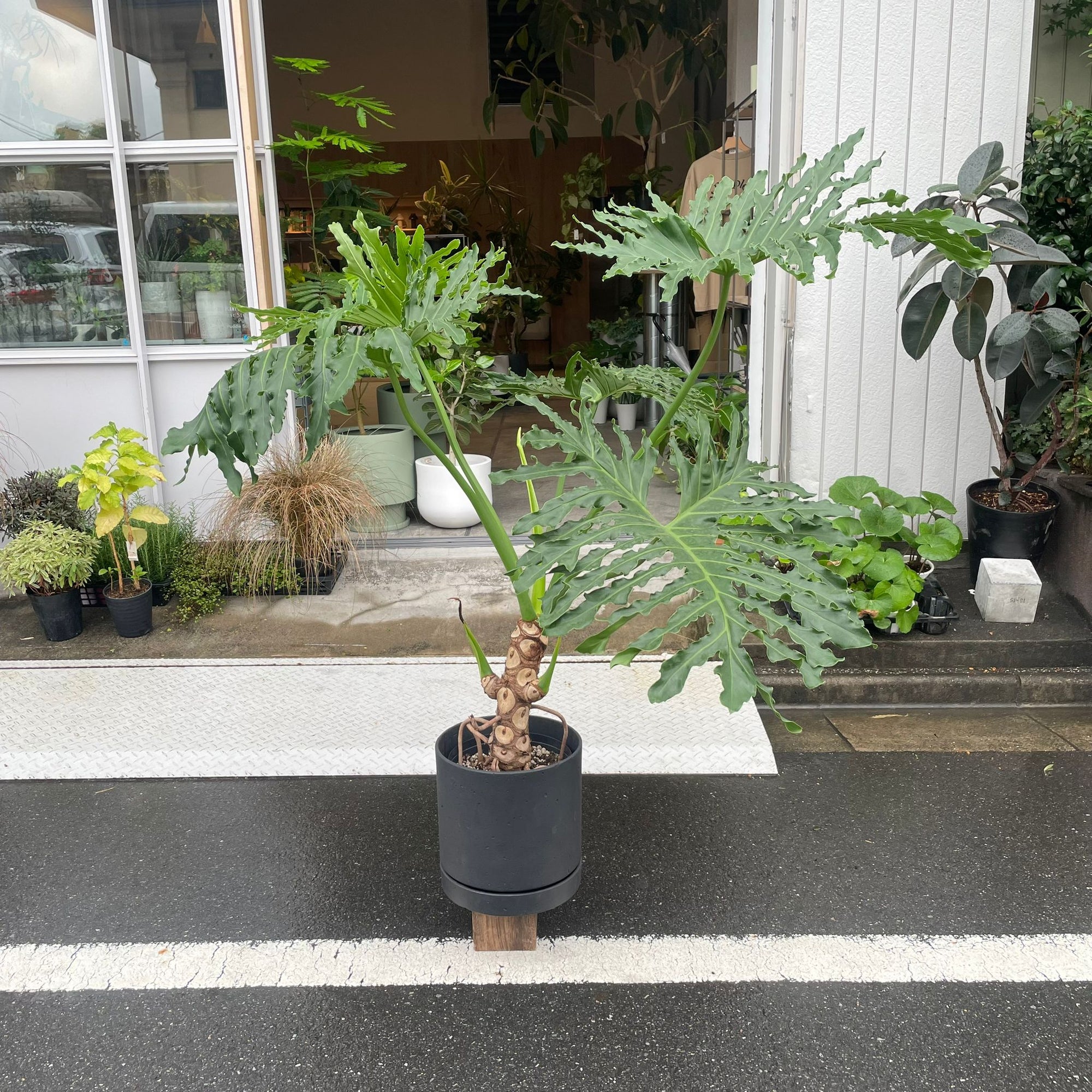 Philodendron selloum  フィロデンドロン　セローム