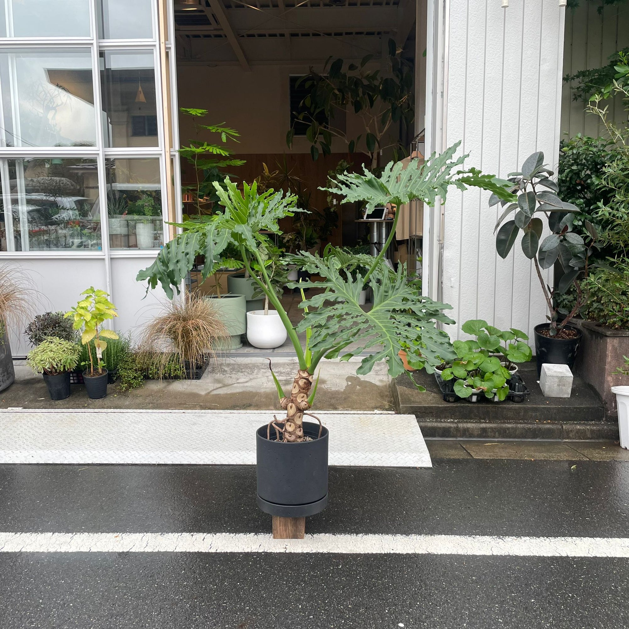 Philodendron selloum  フィロデンドロン　セローム