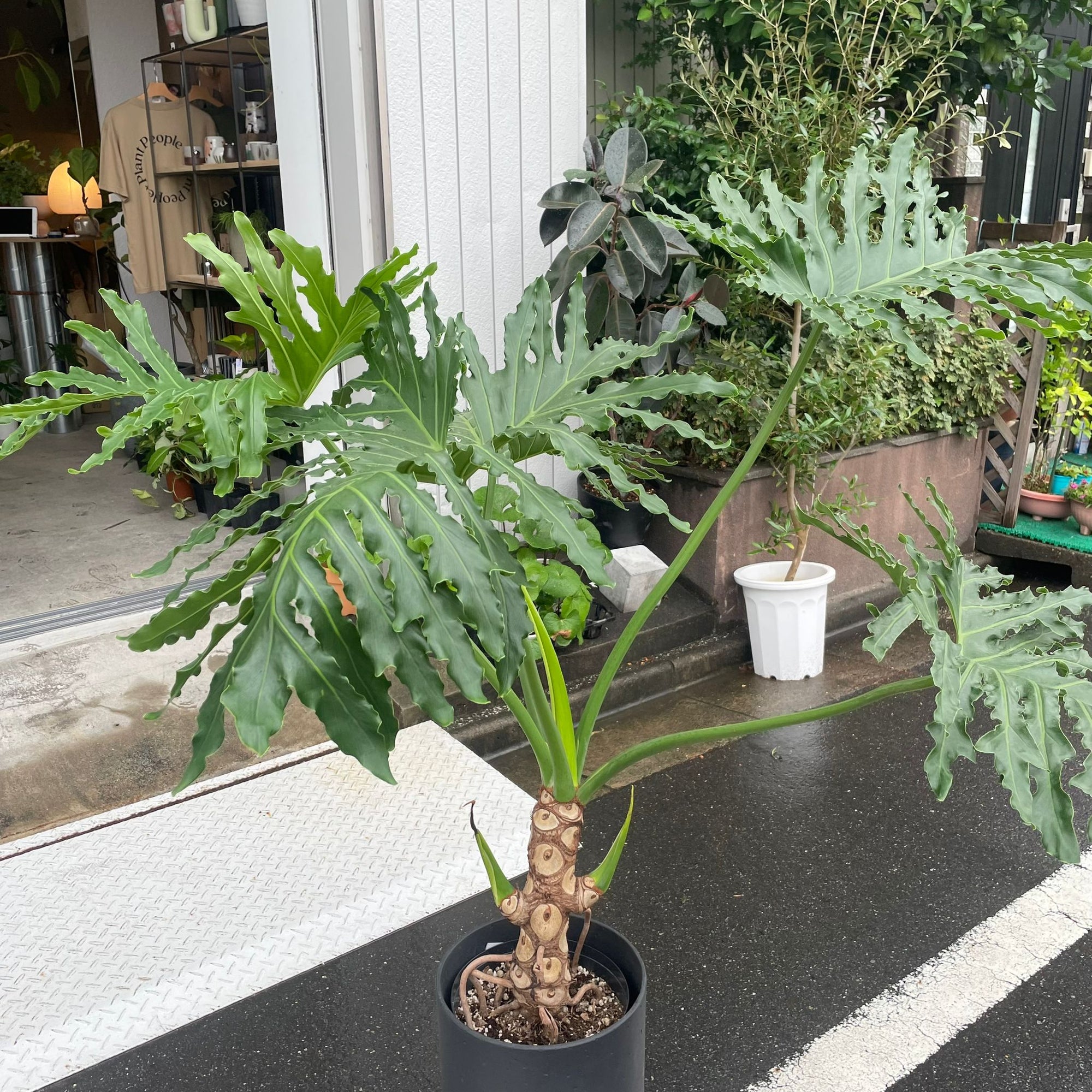 Philodendron selloum  フィロデンドロン　セローム