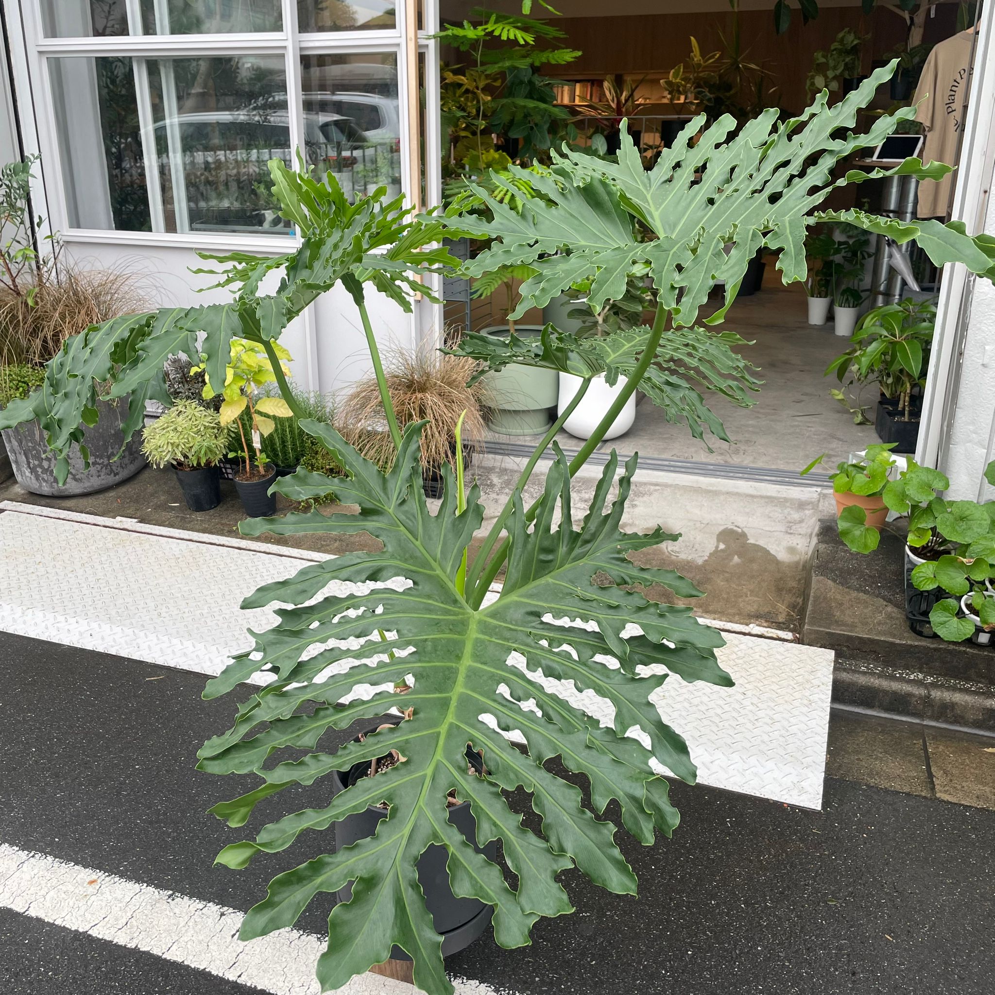 Philodendron selloum フィロデンドロン セローム – THE PLANT SOCIETY TOKYO