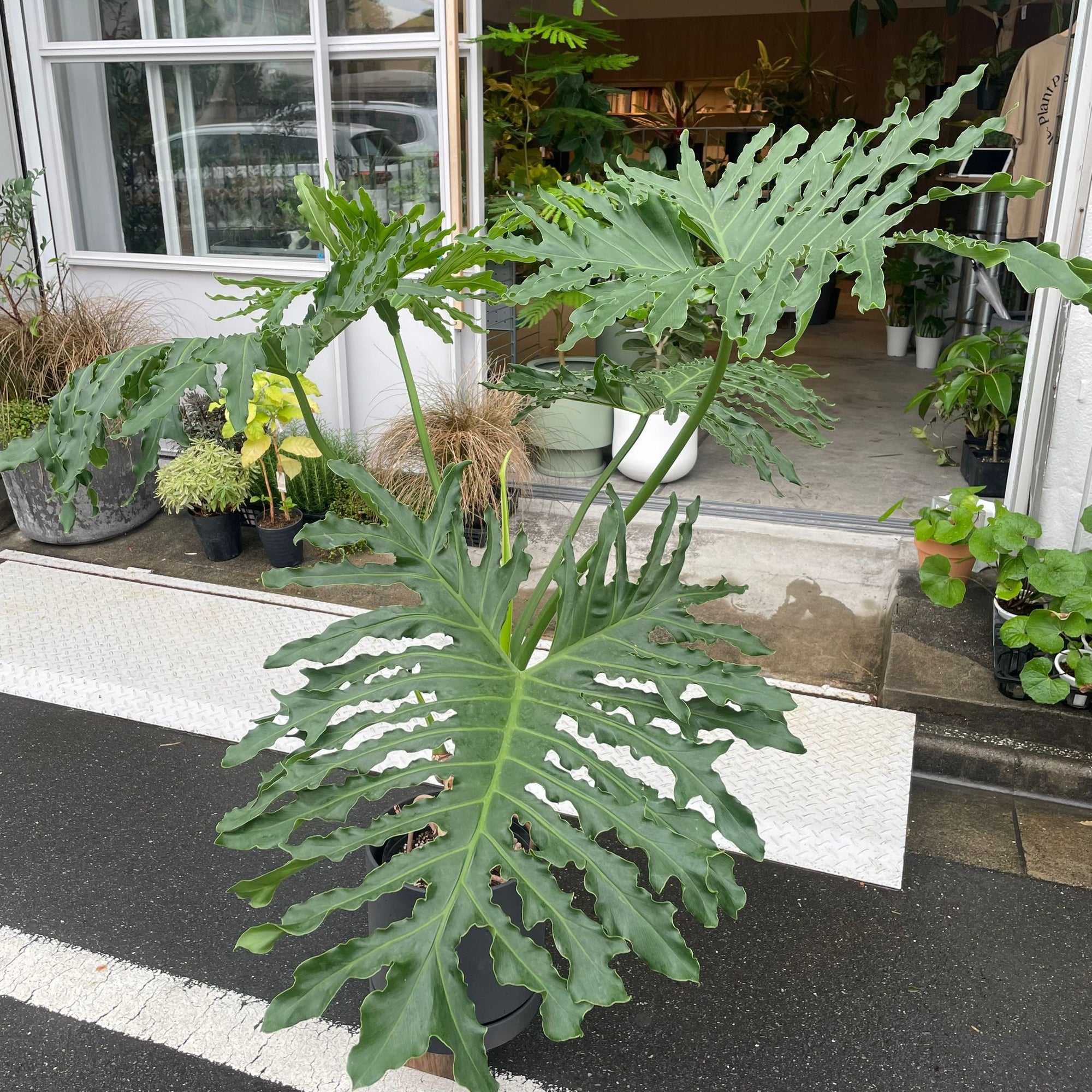 Philodendron selloum  フィロデンドロン　セローム