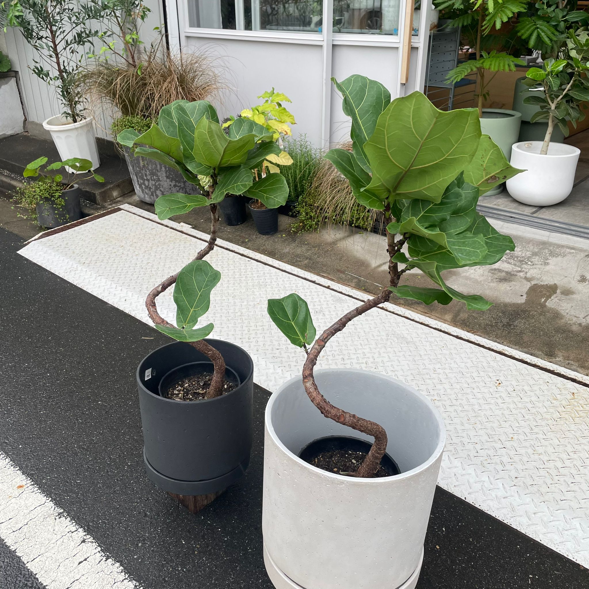 カシワバゴムノキ(フィカス・リラータ) I インドアプランツ I プラントソサエティトーキョーオンライン – THE PLANT SOCIETY  TOKYO