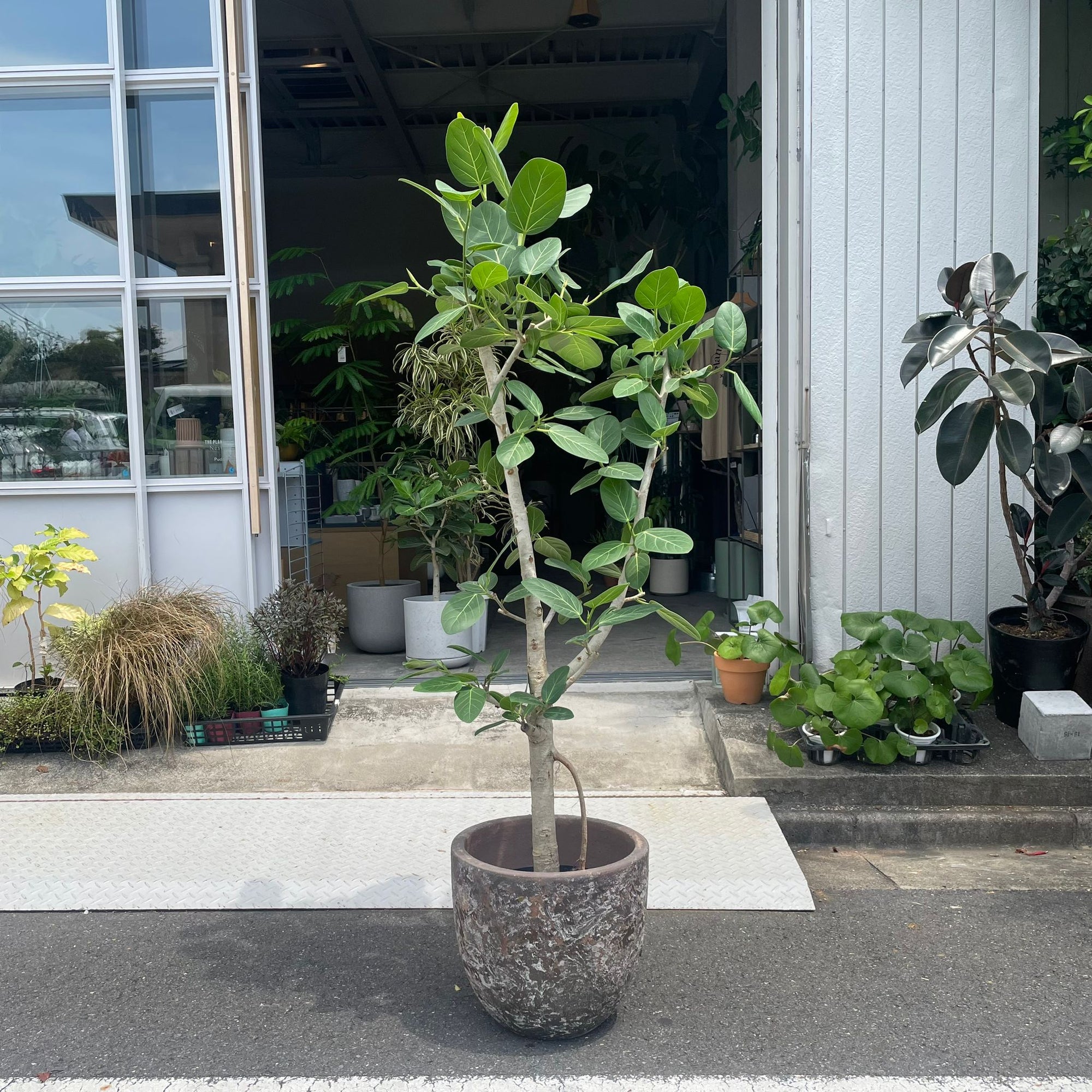 Ficus Audrey (Ficus benghalensis) フィカス  ベンガレンシス