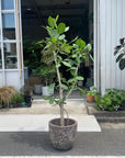 Ficus Audrey (Ficus benghalensis) フィカス  ベンガレンシス