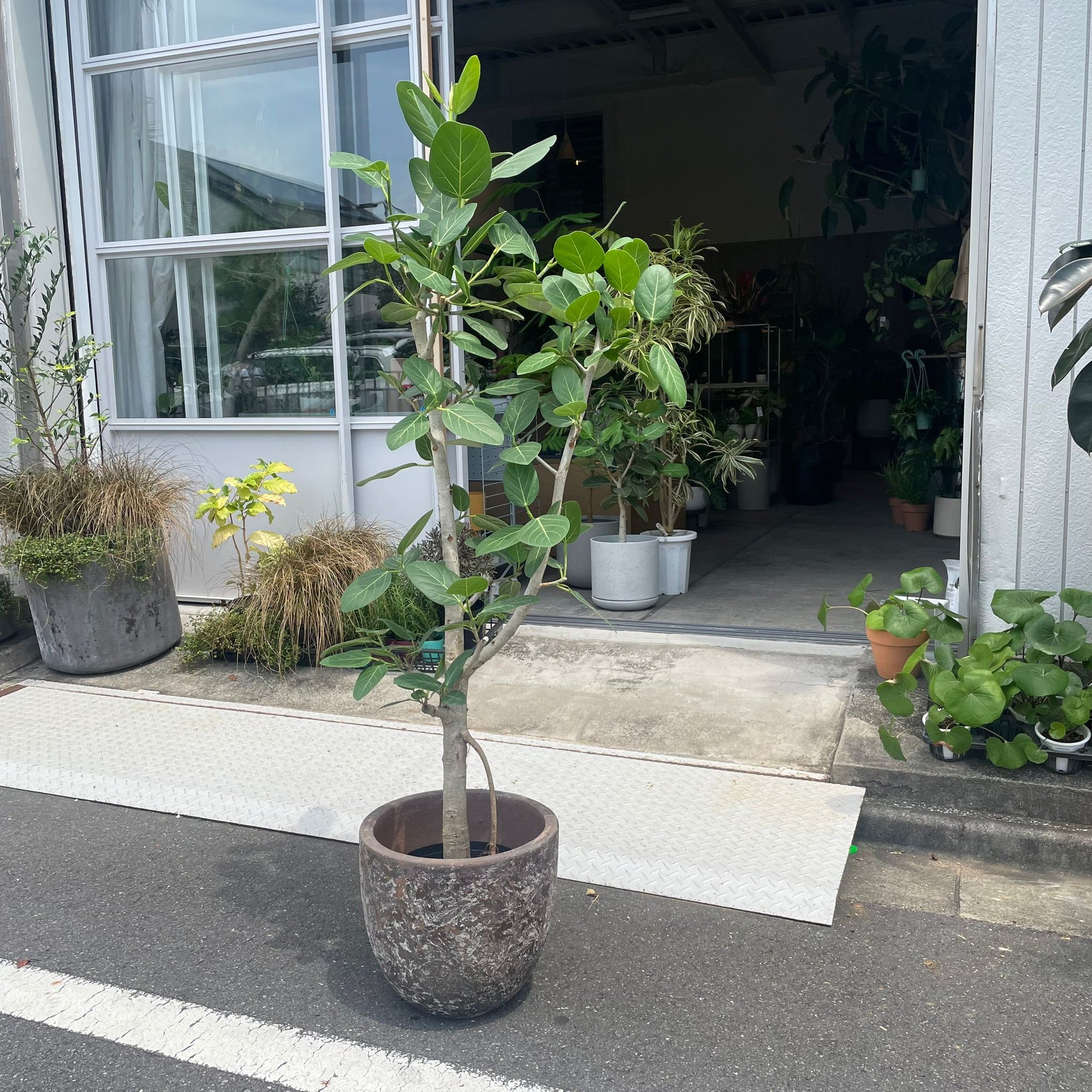 Ficus Audrey (Ficus benghalensis) フィカス  ベンガレンシス