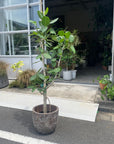 Ficus Audrey (Ficus benghalensis) フィカス  ベンガレンシス