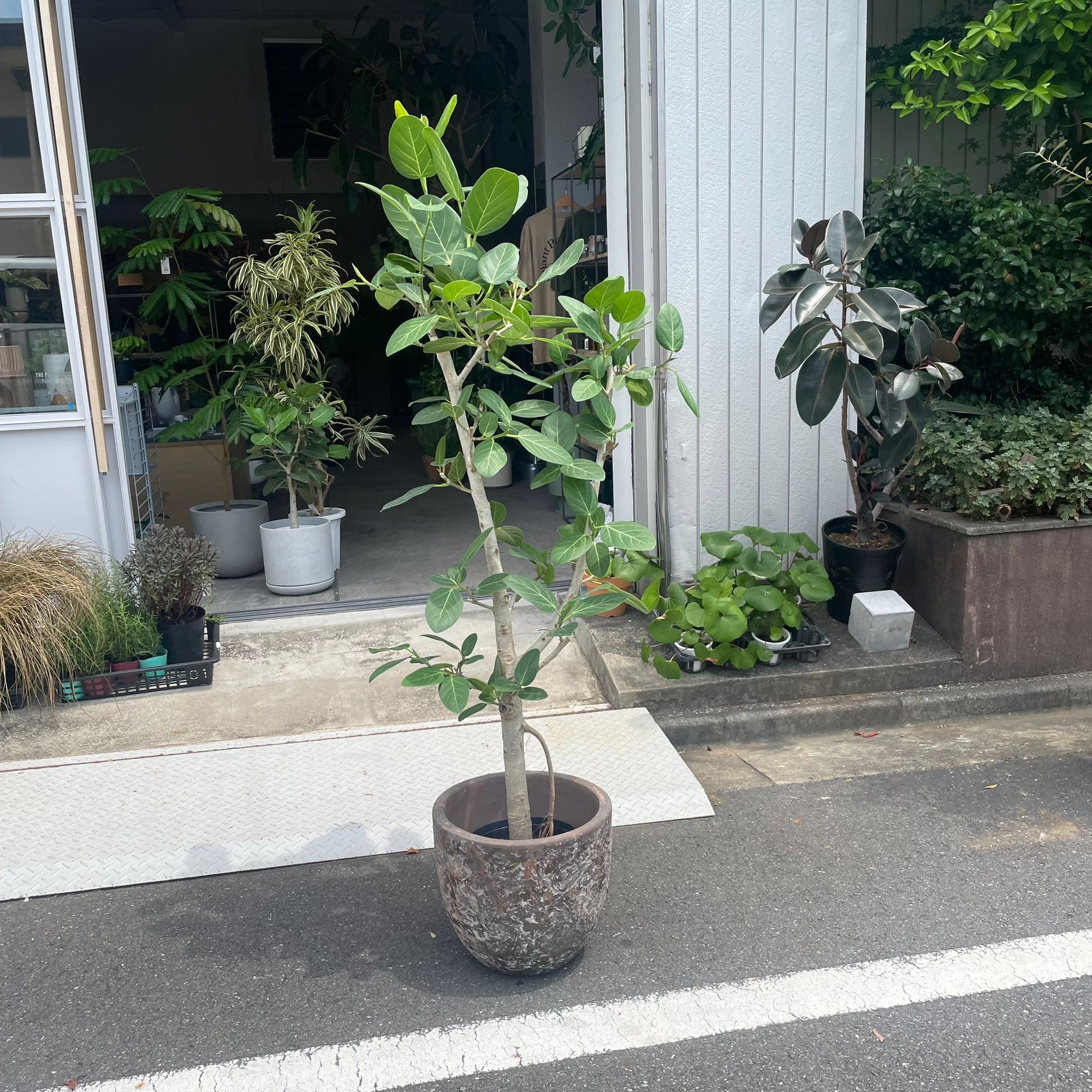 Ficus Audrey (Ficus benghalensis) フィカス  ベンガレンシス