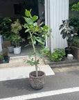 Ficus Audrey (Ficus benghalensis) フィカス  ベンガレンシス