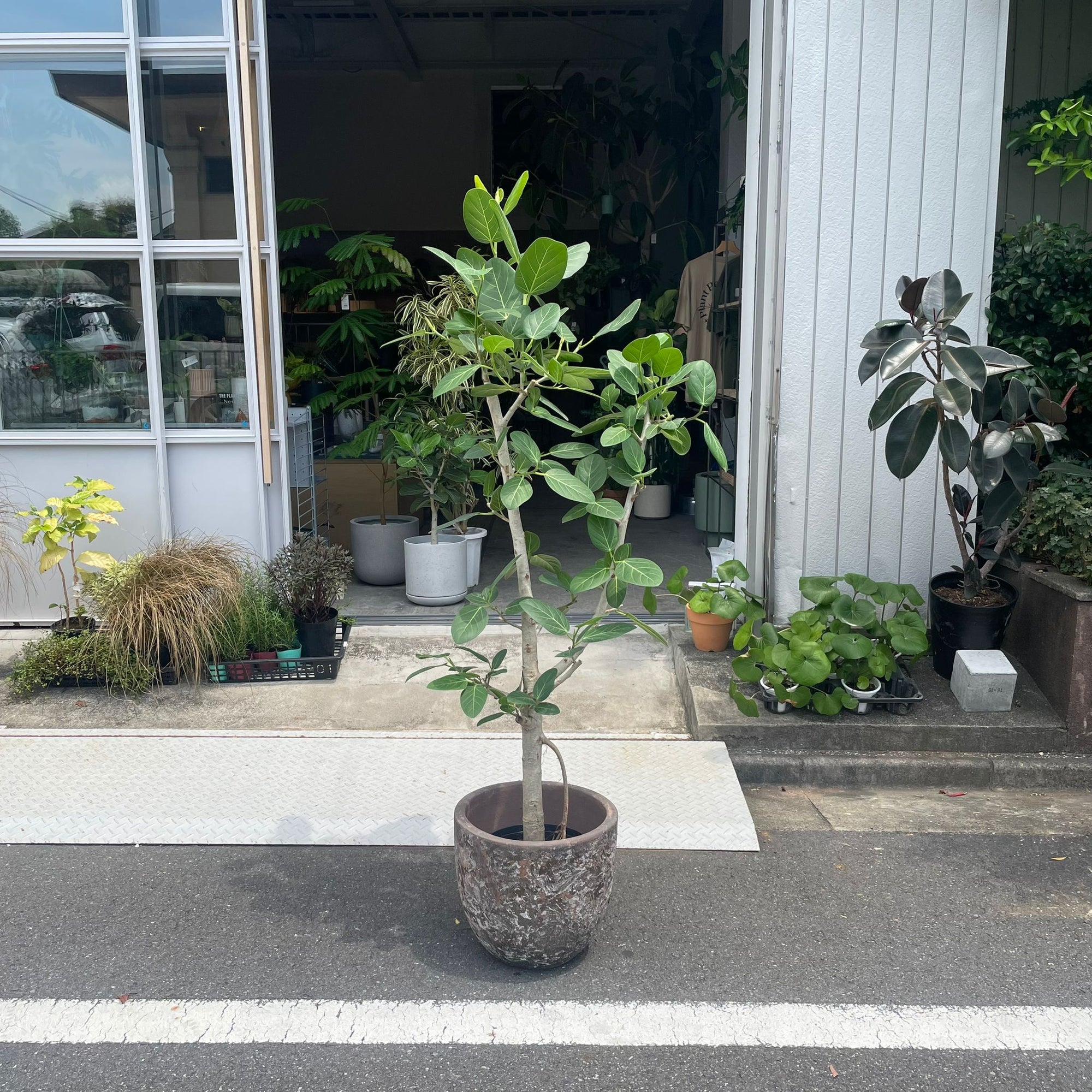 Ficus Audrey (Ficus benghalensis) フィカス  ベンガレンシス