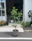 Ficus Audrey (Ficus benghalensis) フィカス  ベンガレンシス