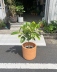 Ficus Altissima フィカス アルテシーマ