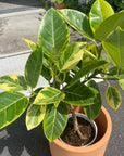 Ficus Altissima フィカス アルテシーマ