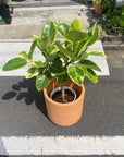 Ficus Altissima フィカス アルテシーマ