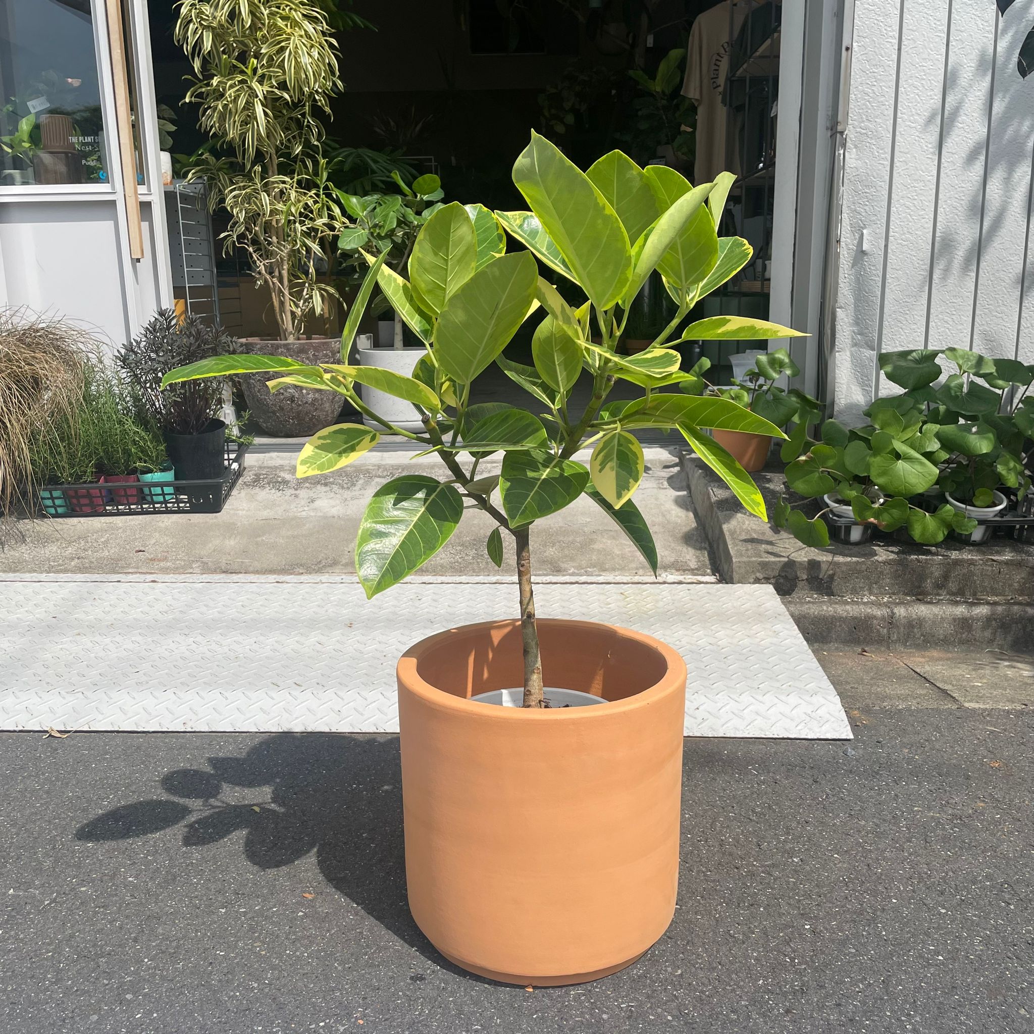 フィカス アルテシーマ I インドアプランツ I プラントソサエティトーキョーオンライン – THE PLANT SOCIETY TOKYO