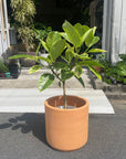 Ficus Altissima フィカス アルテシーマ