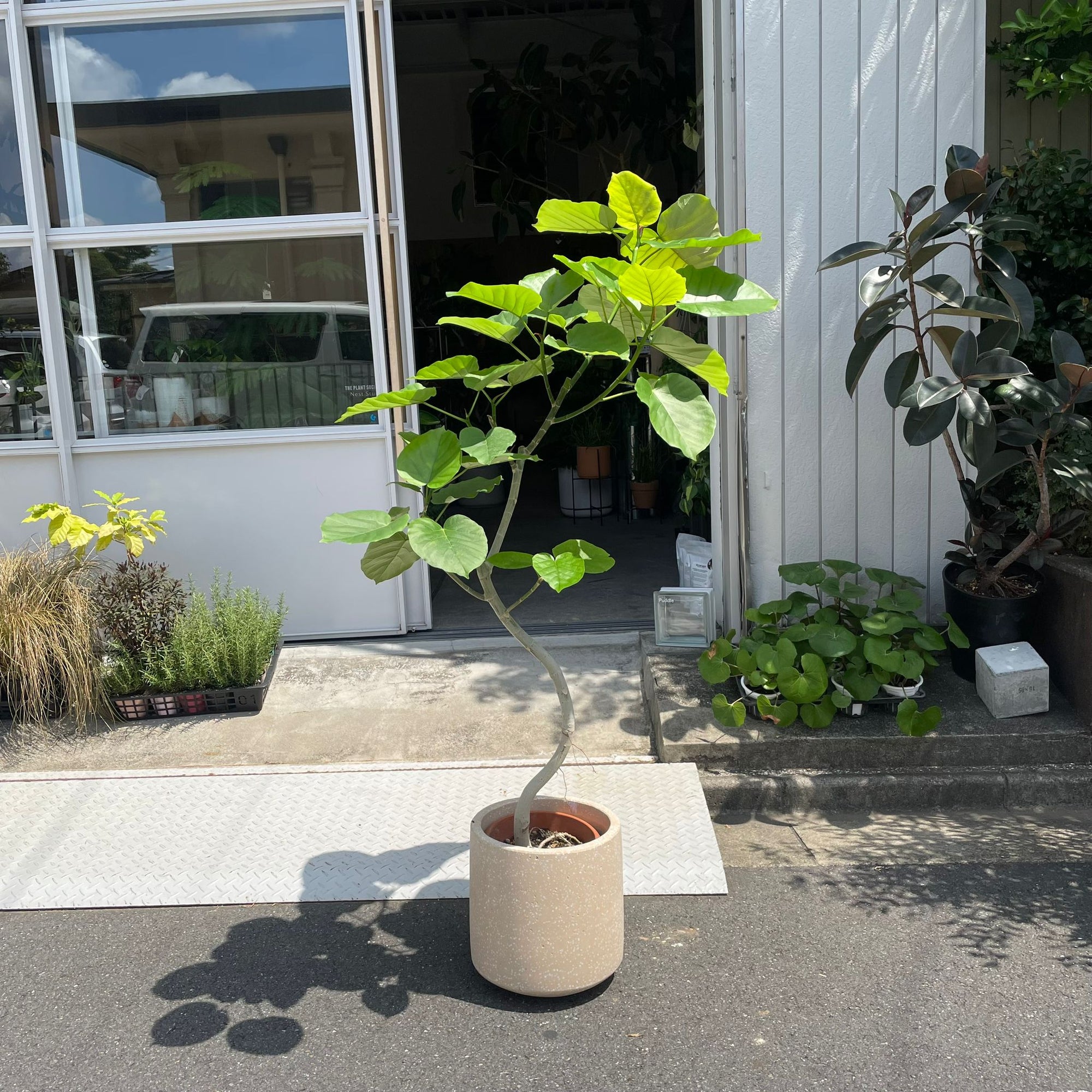 Ficus umbellata　フィカス ウンベラータ