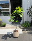 Ficus umbellata　フィカス ウンベラータ