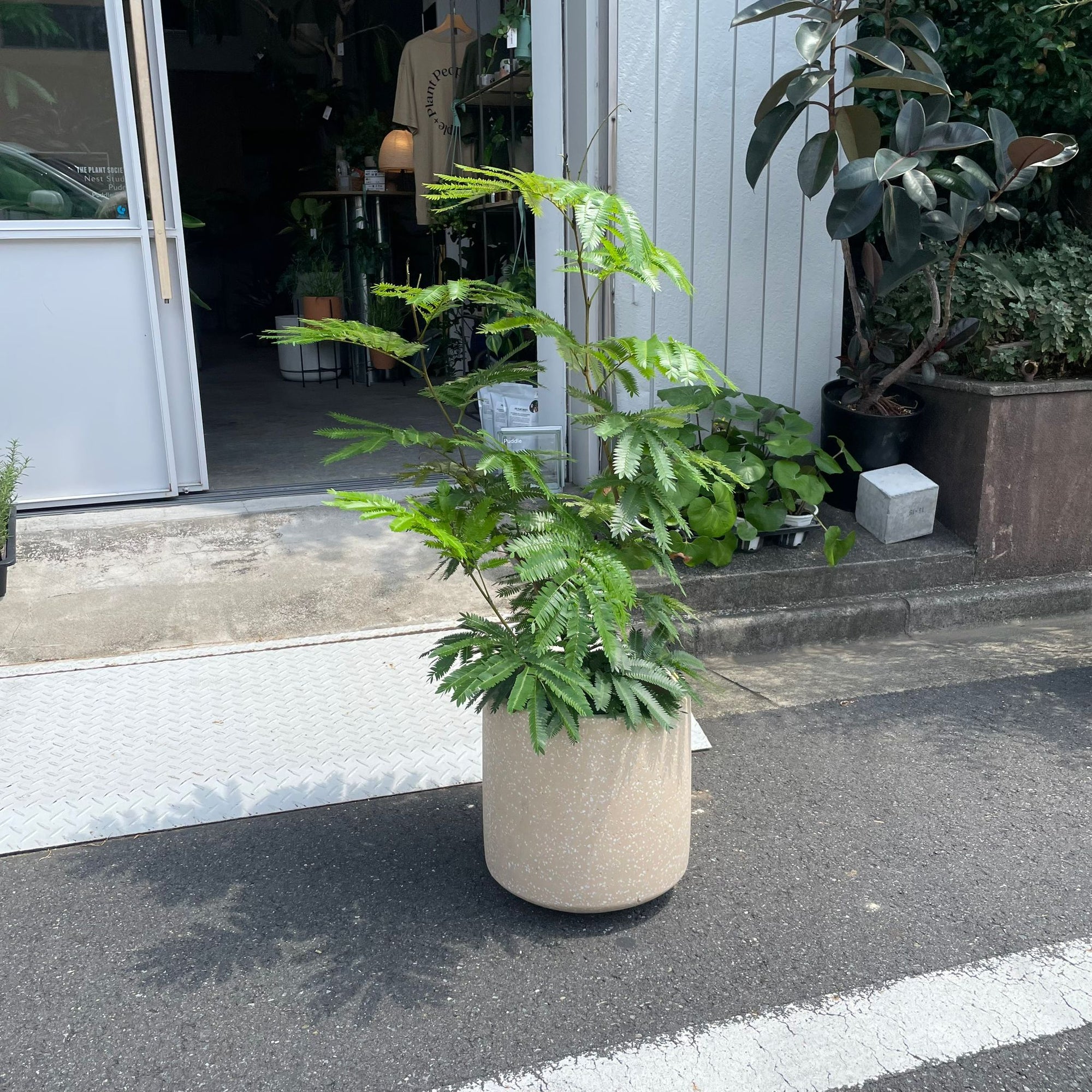 Ever Fresh Tree エバーフレッシュ