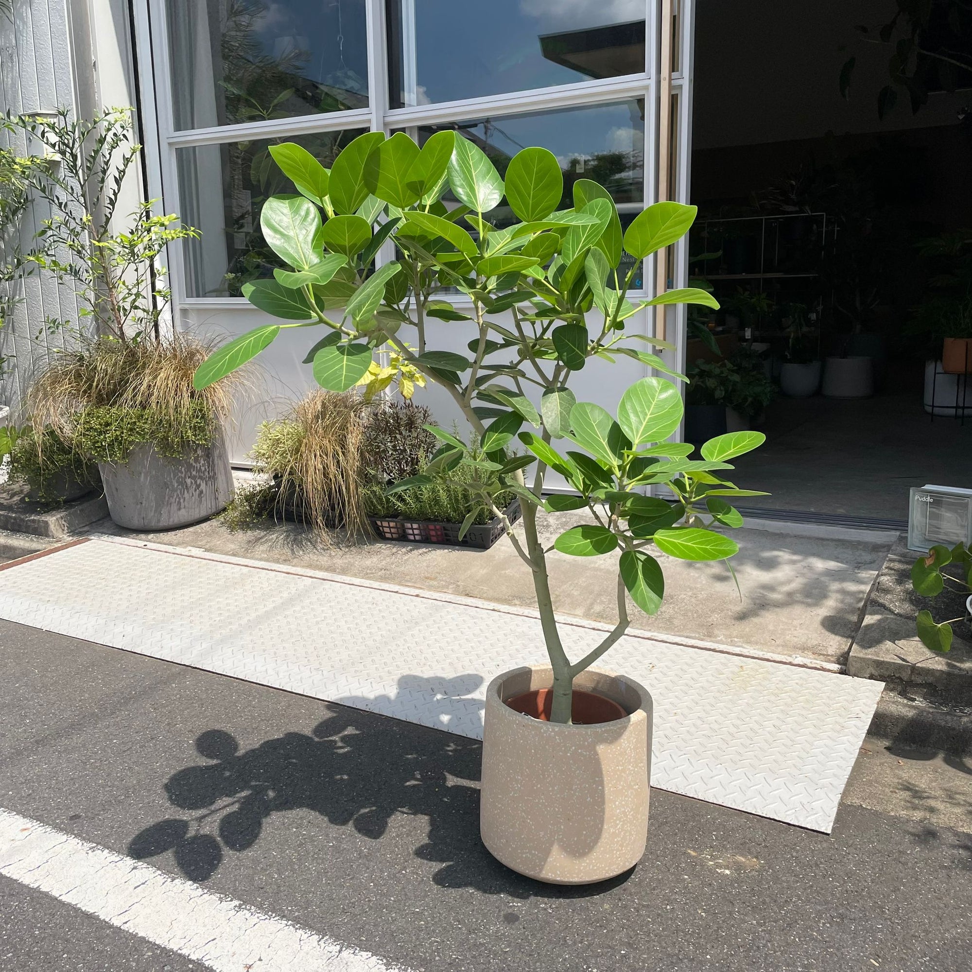 Ficus Audrey (Ficus benghalensis) フィカス  ベンガレンシス