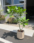 Ficus Audrey (Ficus benghalensis) フィカス  ベンガレンシス