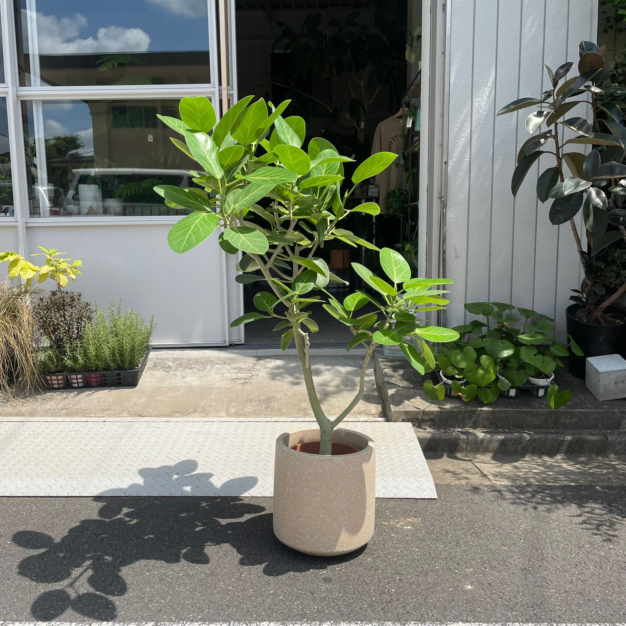 Ficus Audrey (Ficus benghalensis) フィカス  ベンガレンシス