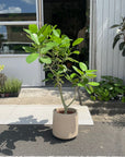 Ficus Audrey (Ficus benghalensis) フィカス  ベンガレンシス