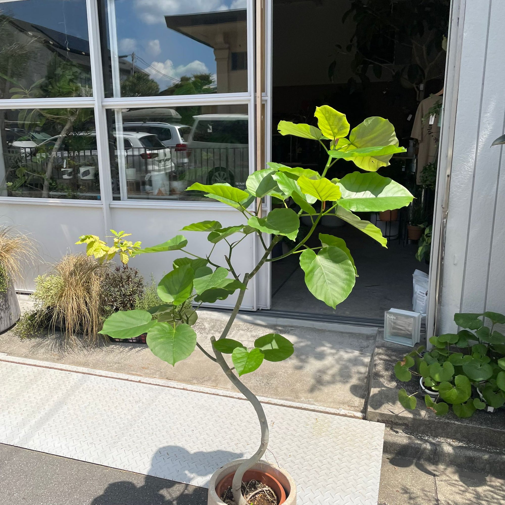 Ficus umbellata　フィカス ウンベラータ