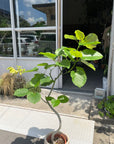 Ficus umbellata　フィカス ウンベラータ