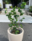 Ficus benjamina barok フィカス ベンジャミン バロック