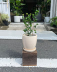 Ficus benjamina barok フィカス ベンジャミン バロック