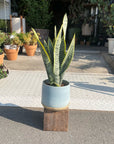 Snake Plant (Sansevieria Laurentii) サンスベリア ローレンチー