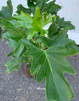 Philodendron selloum  フィロデンドロン　セローム