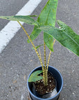 Alocasia 'Zebrina' アロカシア ゼブリナ