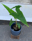 Alocasia 'Zebrina' アロカシア ゼブリナ